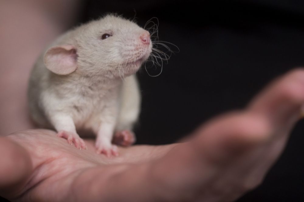 Råttbekämpning  så skyddar du hus och hälsa på riktigt
