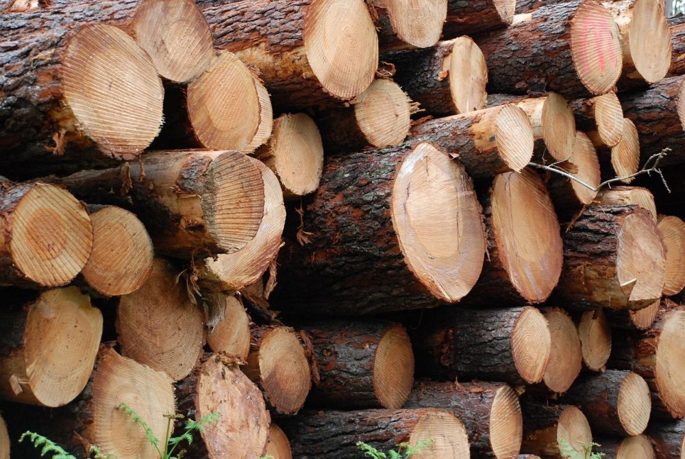 Beskärning av träd - så får du friska, säkra och vackra träd i trädgården