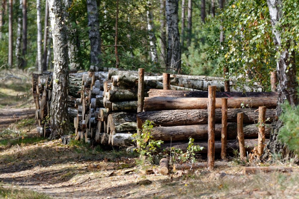 Arborist i lerum  trygg och hållbar trädvård nära dig