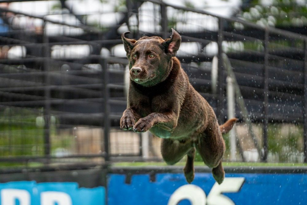 Lugnande halsband för hund  fungerar de verkligen?